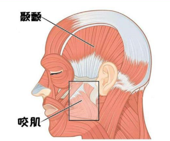 人体最强的肌肉是什么？是咬肌吗？