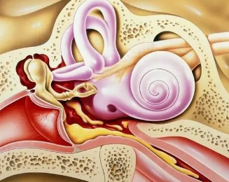 人体最小的骨骼是什么？是镫骨吗？