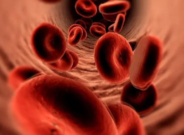 人体最多的细胞是什么？是红细胞吗？