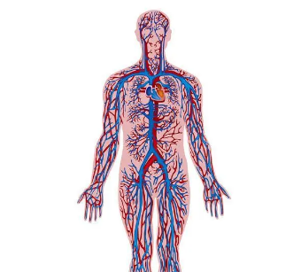 人体最长的管道是血管吗？为什么这么说？