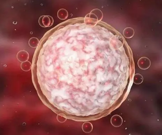 人体最大的细胞是卵子吗？有多大？