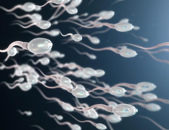 人体最小的细胞是精子吗？有多小？