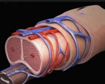 人体最硬的平滑肌和结缔组织是什么？是海绵体吗？