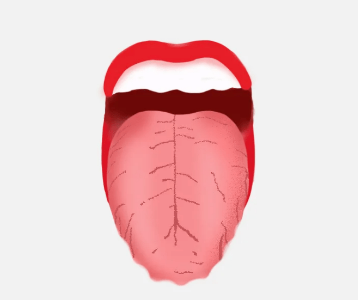 人体最灵活的肌肉是舌头吗？为什么这么说？