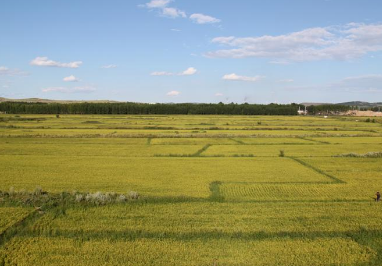 世界水稻种植最北的地区是哪里？是黑龙江呼玛县