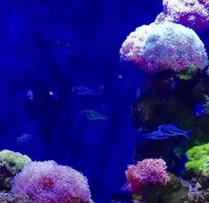 世界最大的海有多大？名字叫什么？