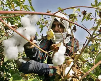 长绒棉产量最大的国家是埃及吗？产量是多少？