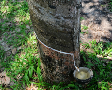 橡胶的故乡是哪里？是亚马孙河口吗？
