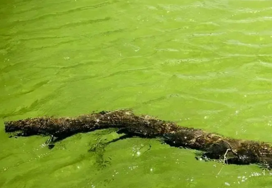 分布最广的海洋生物是什么？是硅藻吗？