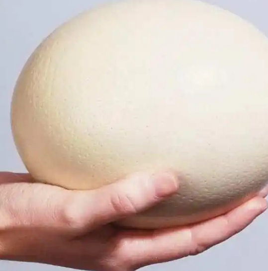 最重的蛋是什么蛋？平均重量多少？