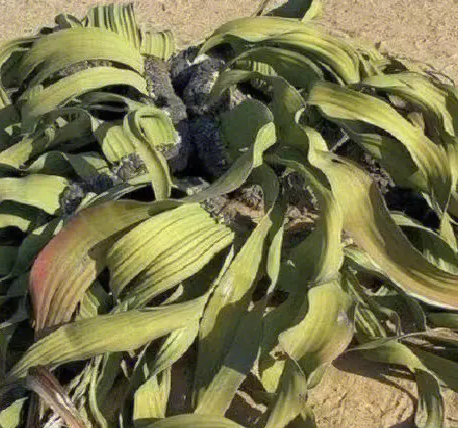 叶子寿命最长的植物是什么？植物能够活到多少岁？