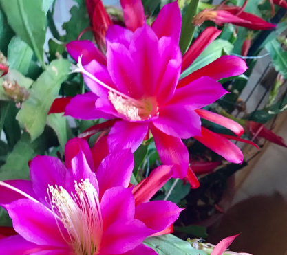 最耐干旱的花是什么？耐旱能力有多强？