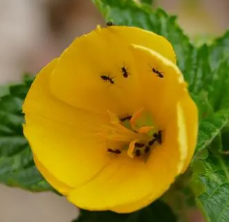 最守时的花是什么？生活环境是什么样的？