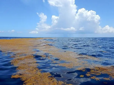 唯一没有海岸线的海是马尾藻海吗？为何没有海岸线？
