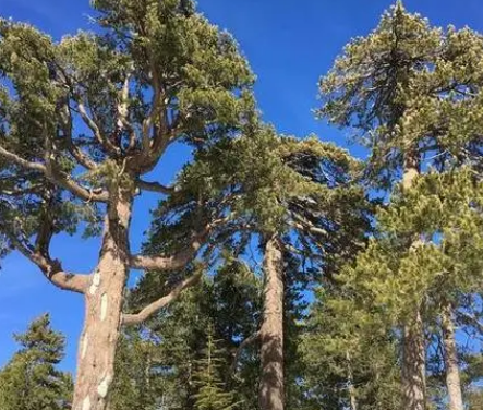 最耐火的树分别叫什么名字？有在什么地方？