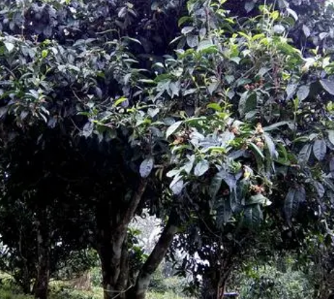 最大的茶树信息是什么样的？生长在什么地方？