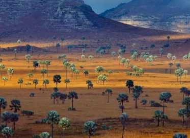 非洲分布面积最大的气候是什么？是热带草原气候吗？