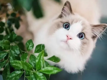 世界上最可爱的十种猫是什么？有何特点？