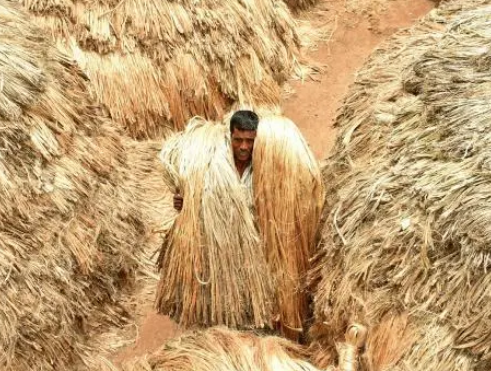 黄麻产量居世界之首的国家是哪个？有什么影响？