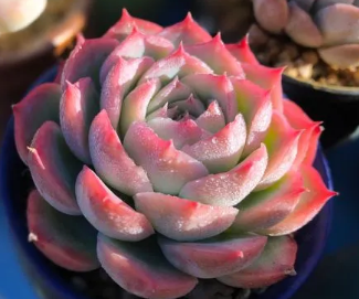 最好看的六种多肉植物是什么？它们有什么特点？