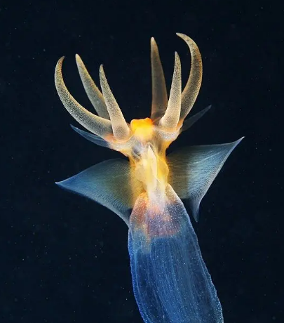 深海生物有哪些？分类是什么样的？