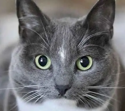 世界上体型最大的猫的品种是什么？体型有多大？