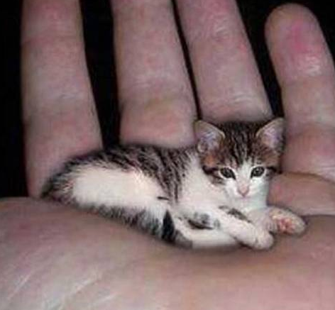 世界上最小的猫的品种叫什么？身长多少？