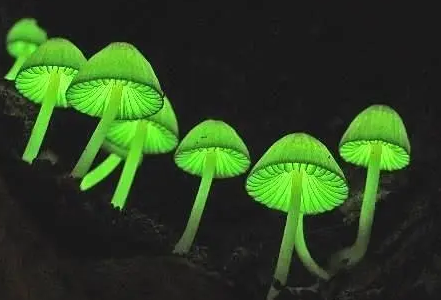 世界上最怪异的蘑菇是什么？都有什么特征存在？