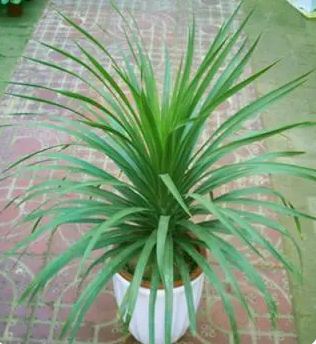 世界上最奇特的植物是什么样的？在什么地方？