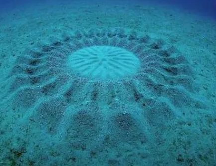 世界上奇特的海洋现象有哪些？形成的原因是什么？