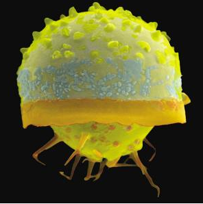 体型巨大的单细胞生物是什么？又是怎么生存下来的？