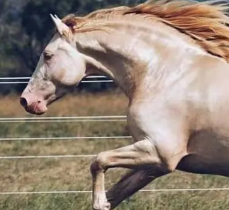 传说中的十种马是什么?分别叫什么名字？