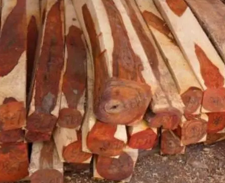 世界上最名贵的木材有哪些？主要分布在什么地方？