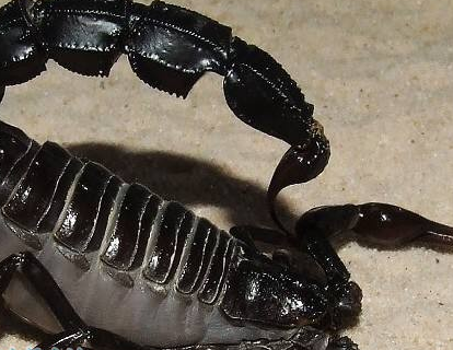 十种有剧毒的小动物是什么？毒性有多强？