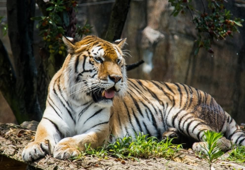  体型最大的猫科动物是什么？ 体型有多大？