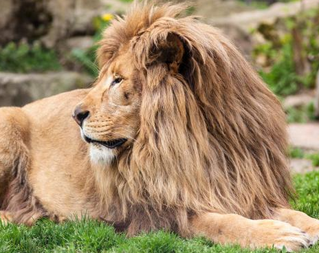 不同国家最具代表性的动物是什么？都有什么魅力存在？