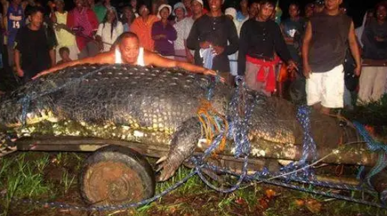 有哪些动物会吃人？生活在什么地方？