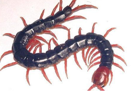 世界上最大的十种蜈蚣是什么样的?分别有哪些?