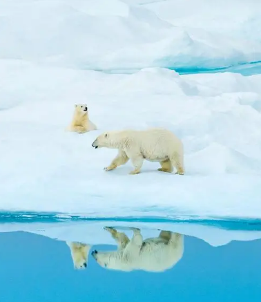 世界上最引人好奇的十大动物，生活和习性是什么样的？