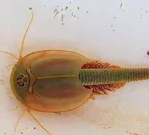 活化石动物有哪些？都有什么价值存在？