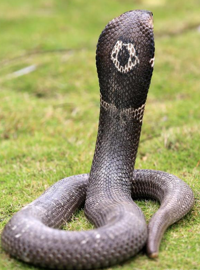 世界上最危险的眼镜蛇，分布在什么地方？