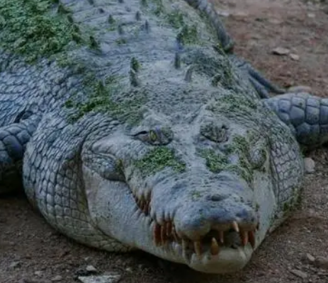 世界上最大的鳄鱼有多大？有什么生活习性？