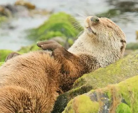 地球上喜欢的晒太阳的动物有哪些？生活环境是什么样的？