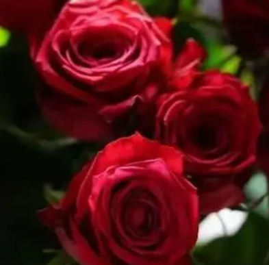 最美的玫瑰品种有哪些？品种是什么样的？