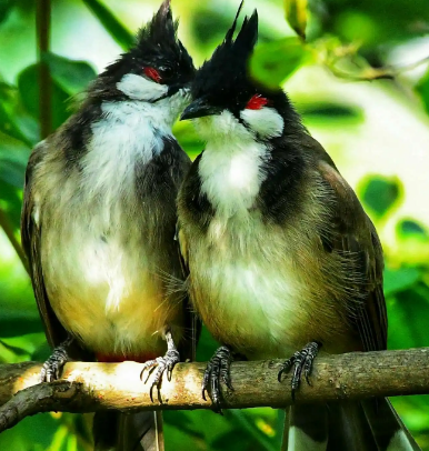 盘点：在中国象征爱情的鸟，除了鸳鸯和喜鹊还有哪些？