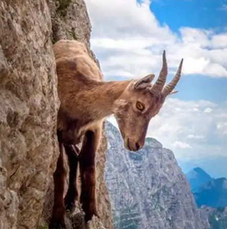 世界上最危险的山羊品种有哪些？实力又是什么样的？