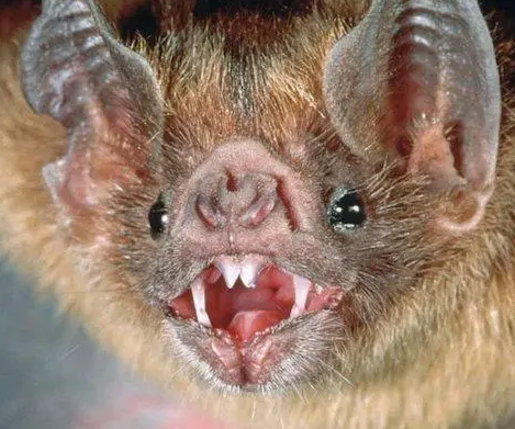 十大吸血的生物分别是什么？都有怎样的危害存在？