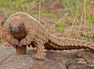 近几年步入灭绝的动物有哪些？它们面临哪些挑战？