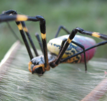 品种特殊的蜘蛛有哪些？有什么特征存在？