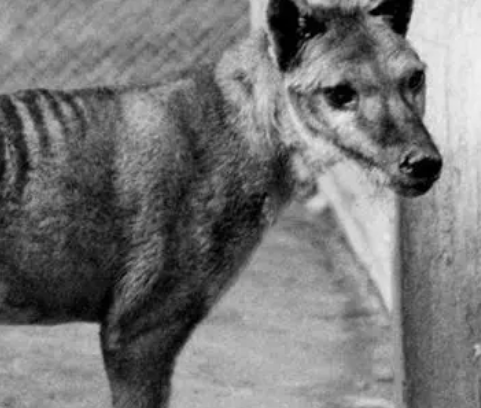 因人类而灭绝的动物有哪些?他们生活在什么时期？